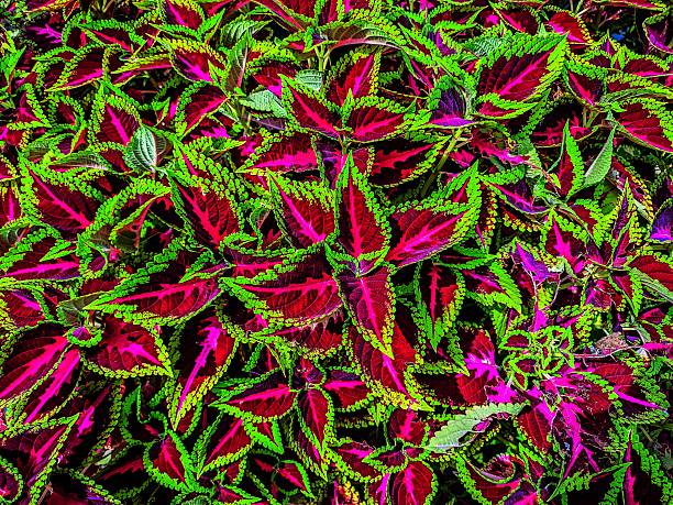 istock Gomphrena globosa flower 2223070631