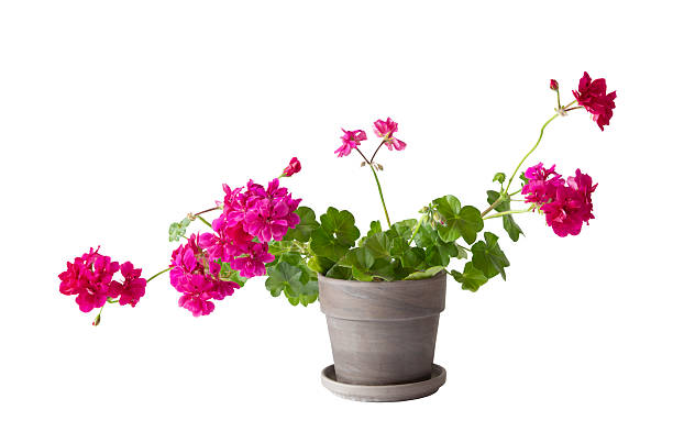 geranium in pot isolated on white background stock photo