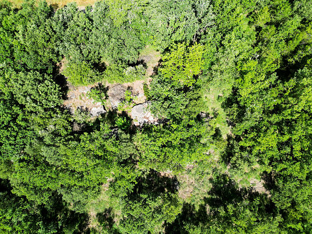istock Aerial View of Dense Forest Canopy 2223071646