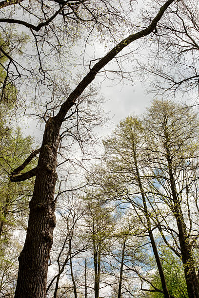 Lush trees with bare branches stretch out as clouds fill the sky, showcasing the tranquility of a spring forest setting.