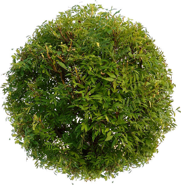istock Round Ornamental Tree with Green Foliage – Isolated on White 2223072763