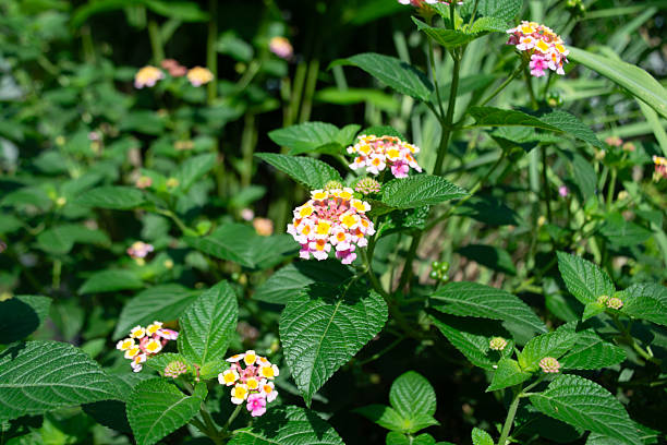 istock Beautiful and charming small Lantana flowers 2223073368