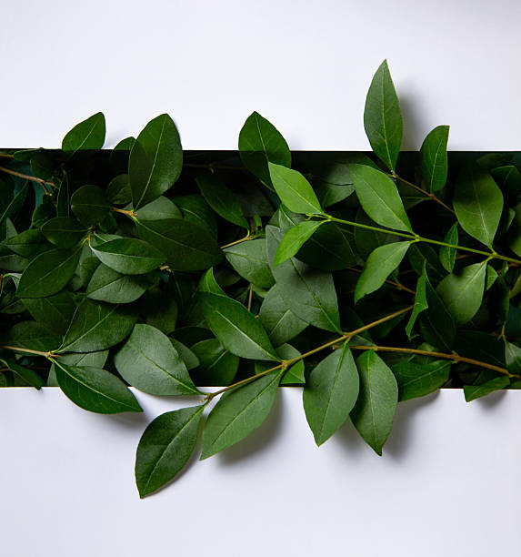 istock Vibrant green leaves peeking through a white background 2223073437