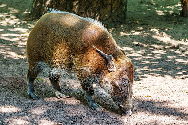 istock Red river hog, Potamochoerus porcus, also known as the bush pig. 2223073549
