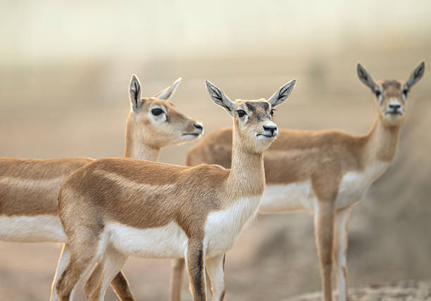 Close-up of three Indian Gazelles (or blackbuck) in a natural, light-tan, arid environment.