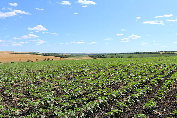 istock A field of plants 2223074752