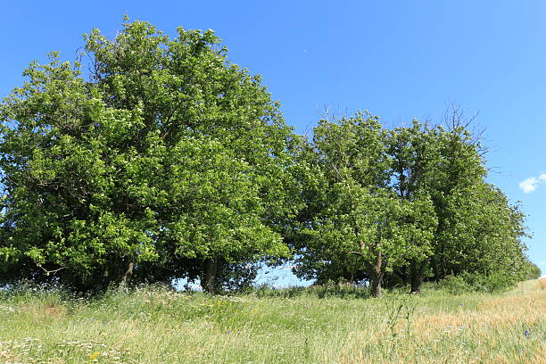 istock A group of trees in a grassy field 2223074787