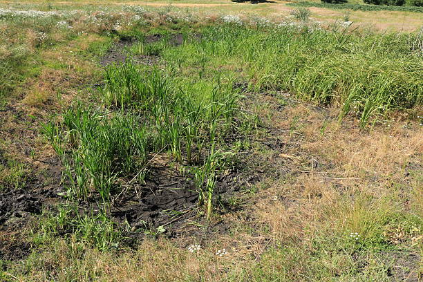 istock A field of dirt 2223074790