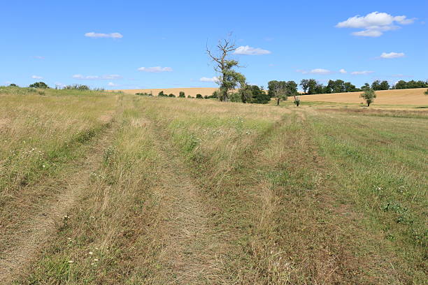 istock A grassy field with trees in the background 2223074867