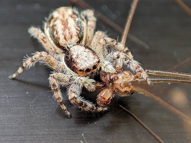 istock Jumping spider preys on harvestman in striking closeup 2223074869