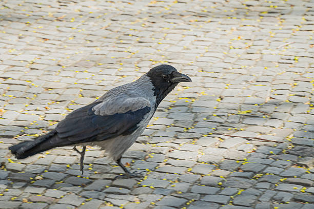 A hooded crow strides purposefully across a cobblestone surface, captured mid-motion with its eye keenly focused ahead. Yellow spring petals scatter across the stones.