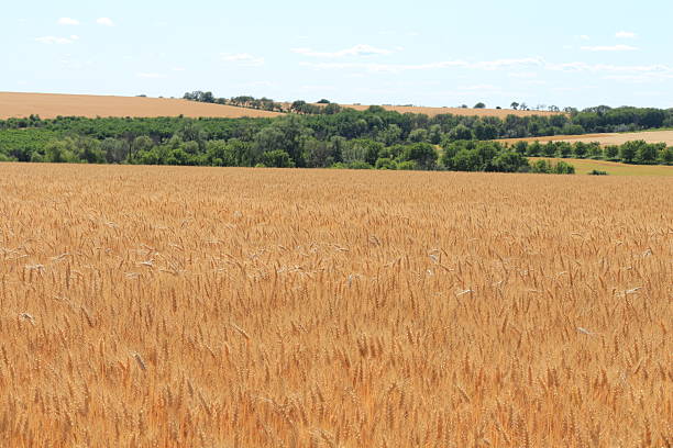 istock A field of brown grass 2223075033