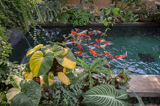 Beautiful Koi pond japan