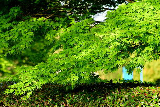 Fresh green foliage of Japanese maple trees in spring.