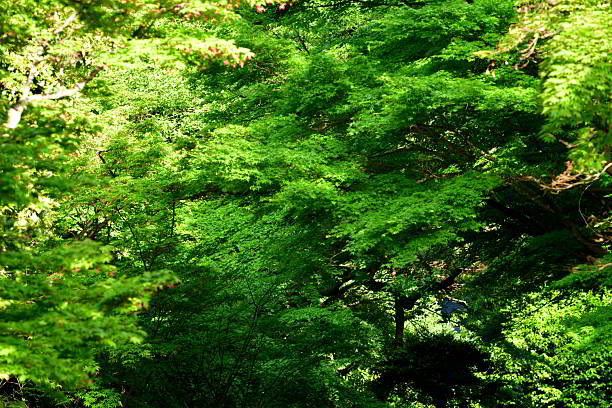 Fresh green foliage of Japanese maple trees in spring.