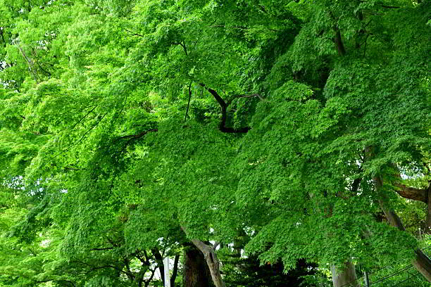 Fresh green foliage of Japanese maple trees in spring.
