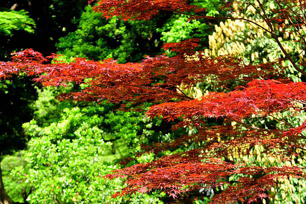 istock Fresh Lush Foliage: Japanese Maple Trees and Leaves in Spring 2223076742