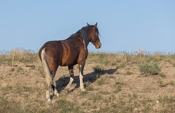 istock Wild Horse in the Utah Desert in Springtime 2223077747