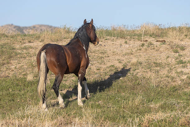 istock Wild Horse in the Utah Desert in Springtime 2223077786