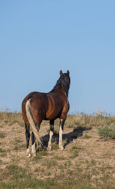 istock Wild Horse in the Utah Desert in Springtime 2223077862