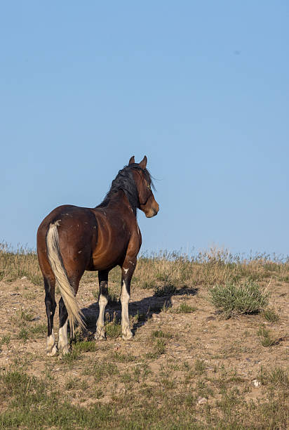 istock Wild Horse in the Utah Desert in Springtime 2223077949