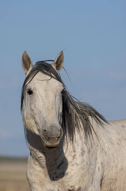 istock Wild Horse in the Utah Desert in Springtime 2223078009