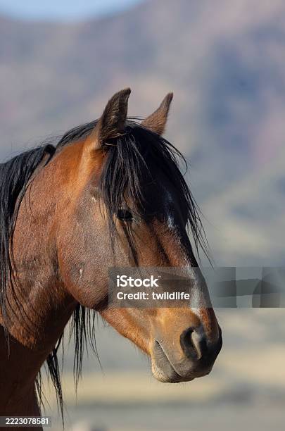Wild Horse In The Utah Desert In Springtime ภาพสต็อก - ดาวน์โหลดรูปภาพตอนนี้ - Mustang - Wild Horse, กลางแจ้ง - การตั้งค่า, การถ่ายภาพ - ภาพ