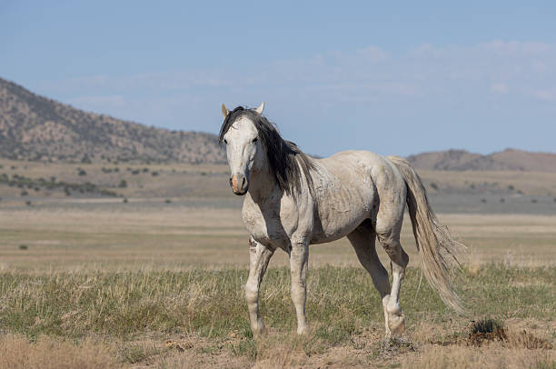 istock Wild Horse in the Utah Desert in Springtime 2223078630