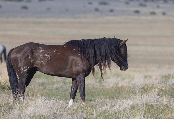 a wild horse in spring in the Utah desert