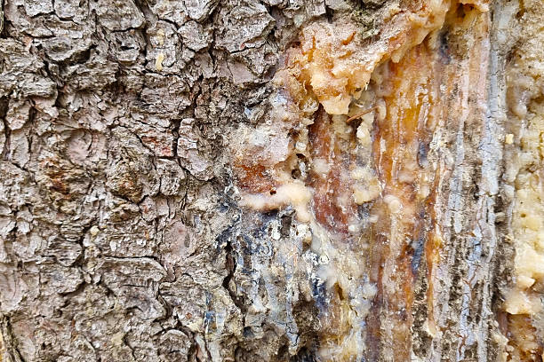 Tree Bark Texture with Natural Resin Seepage for Nature Backgrounds and Eco-Themed Designs