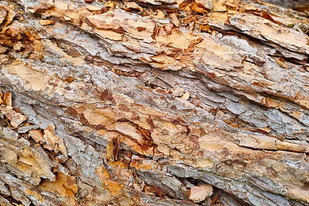 istock Textured Tree Bark Close-Up for Natural Background and Nature Study 2223079141