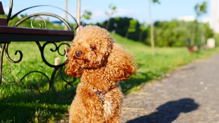 A Delightfully Cute Poodle Joyfully Playing in a Sunny Park on a Beautiful Day Outdoors
