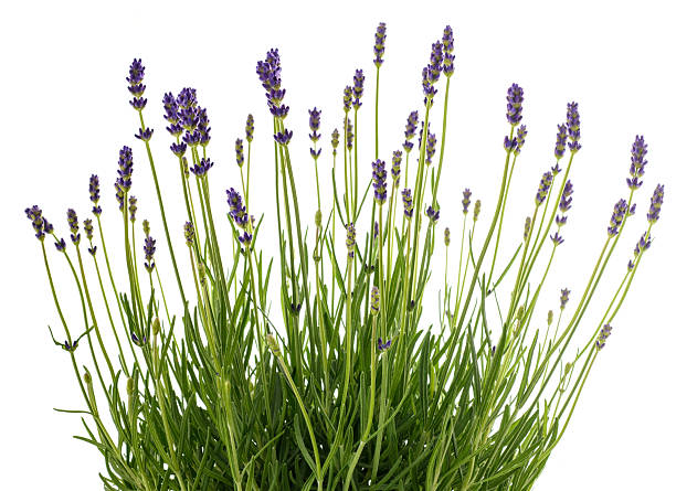 istock Lavenders flowers bunch 2223080525