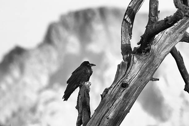 istock Raven on dried tree with background of Teton Mountains 2223081054