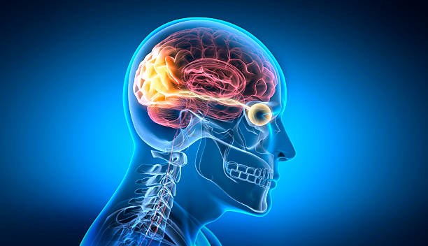 istock Optic nerve and link to stimulated brain region 2223082238