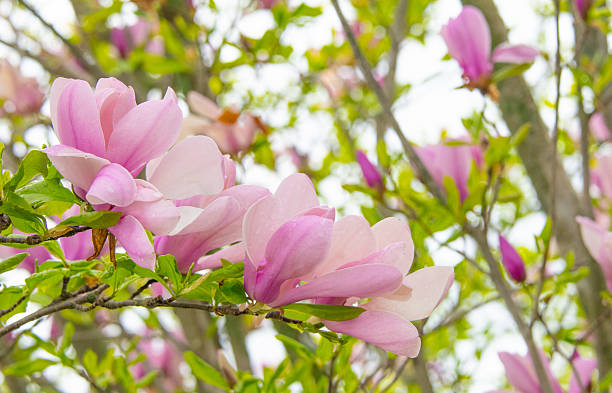 Spring Flowers-Tulip Tree-Pink Magnolia-Howard County Indiana