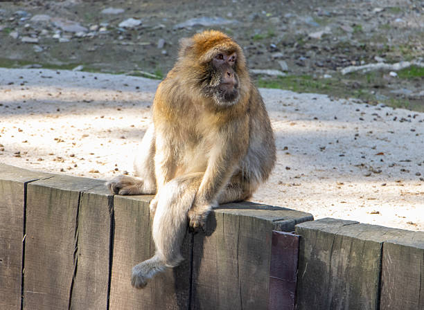 Young female barbary macaque head and shoulders portrait.
