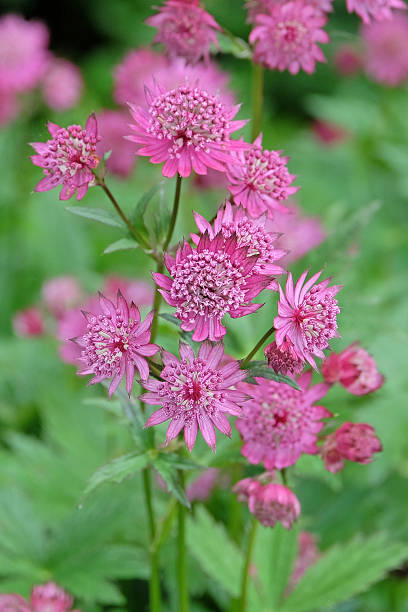istock Purple Astrantia major, masterwort 'Claret' in flower. 2223083385