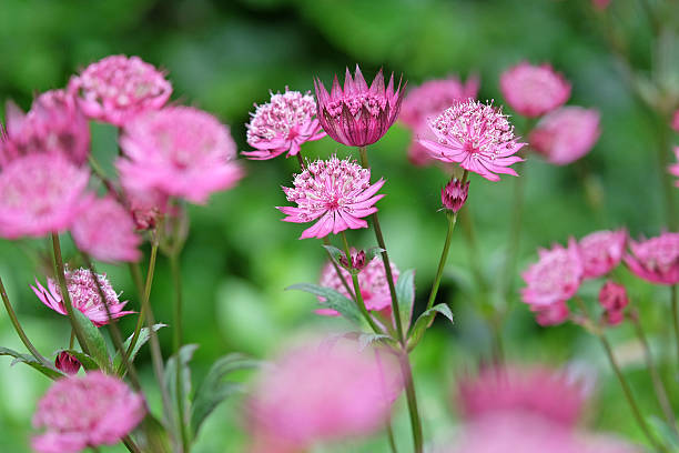 istock Purple Astrantia major, masterwort 'Claret' in flower. 2223083458