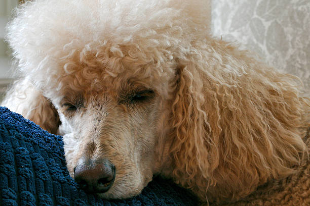 Portrait of a well groomed sleeping standard poodle.