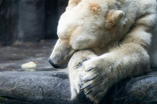 istock Cute Close Up Portrait of a Sleeping Polar Bear 2223084470