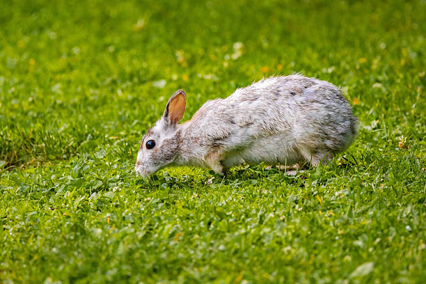 Detailed close-up of a wild white rabbit sitting on the grass, highlighting its natural beauty and outdoor habitat.
