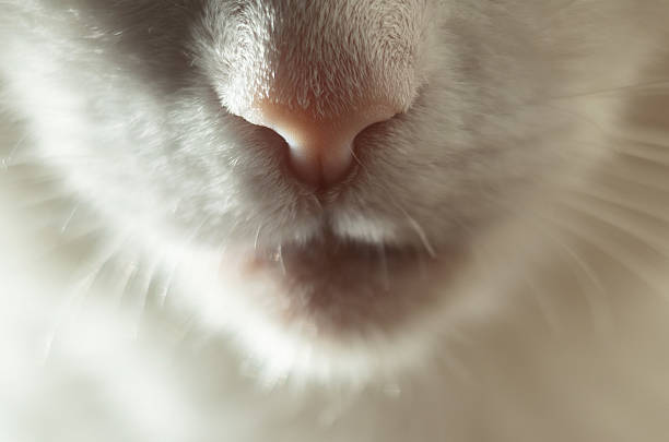 istock Close up of a cat's nose 2223085048