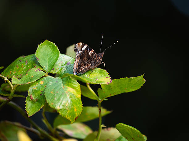 Orange butterfly sits on tree leaf.