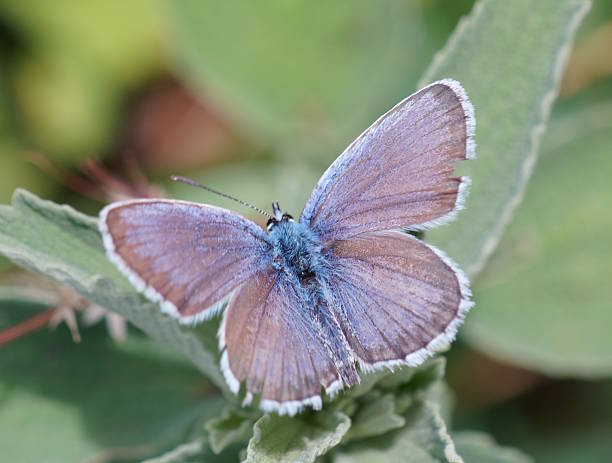 istock A blue butterfly with outstretched wings. Insects in nature. 2223090290