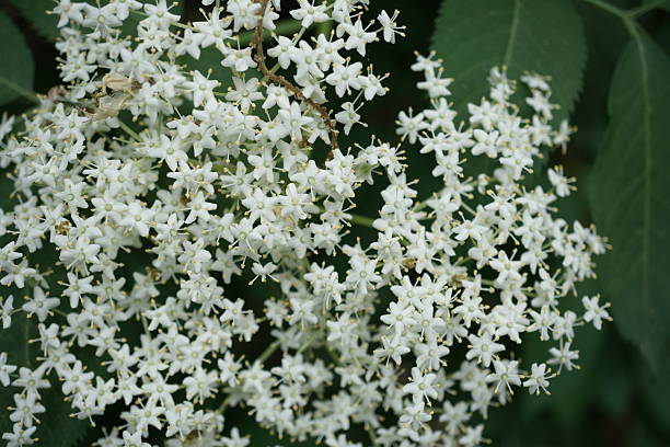istock Deciduous shrub, a species of the genus Elder. Close-up. 2223090342