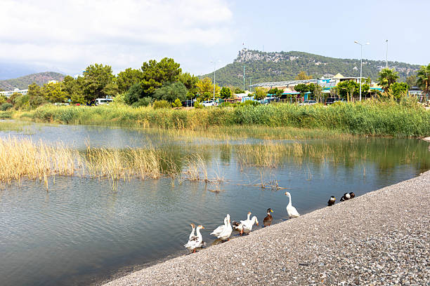 Ducks are swimming gracefully in a tranquil lake, with vibrant greenery lining the shore and distant hills creating a picturesque backdrop, showcasing a peaceful natural environment