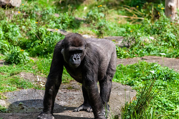 Close-up of a Silverback Gorilla -Gorilla gorilla.