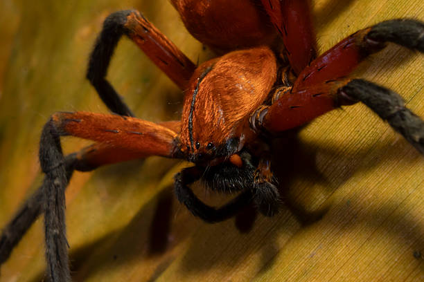 close up of a Sadala rufa in Reserva la Esmeralda, Chinchiná, Caldas