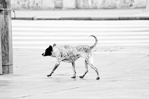 Stray dog ​​walking down urban street in black and white